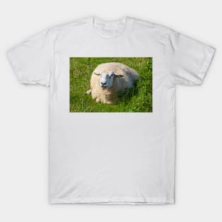 Sheep on a dyke, North Sea resort of Dangast, Varel-Dangast T-Shirt